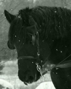 black_horse