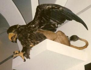 "Stuffed griffin," Zoological Museum, Copenhagen, photo by Wikimedia user Funkysayri
