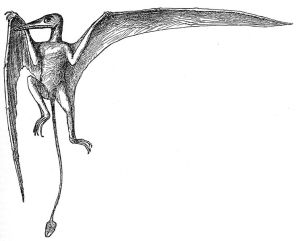 rhamphorhynchus