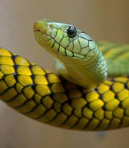green_snake